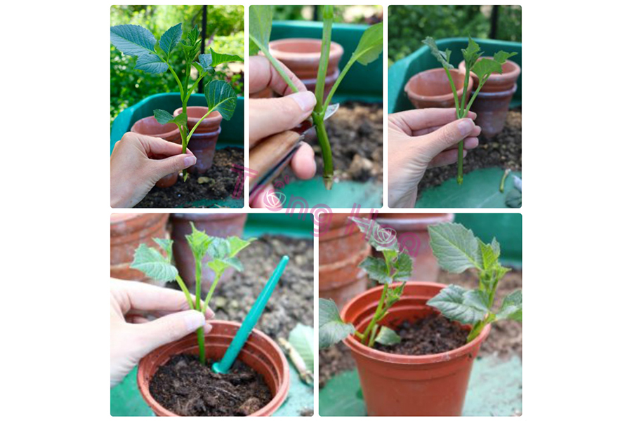 Bật mí cách giâm cành hoa thược dược đón Tết về