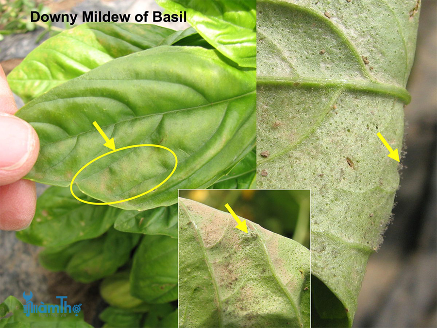 Bệnh sương mai trên cây húng quế tây Basil