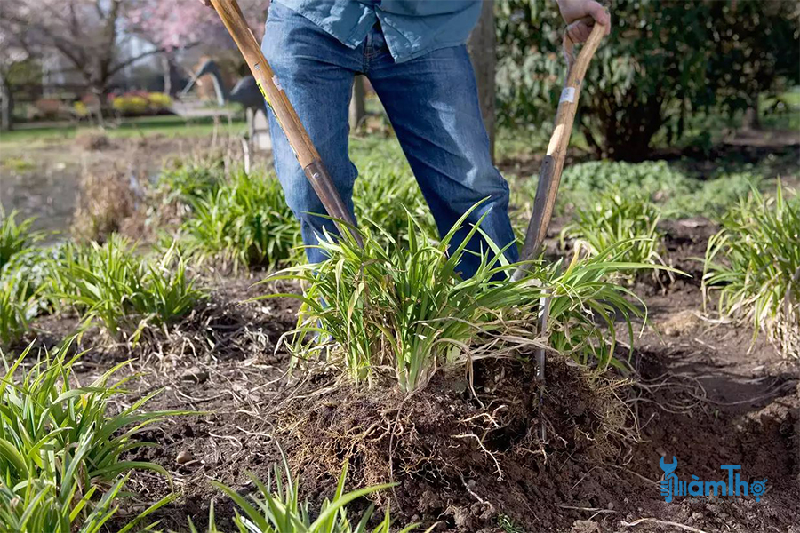 Nhân giống bằng cách phân chia tách rễ