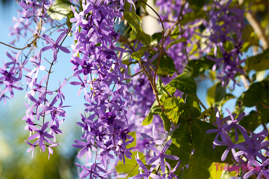 Hoa Mai xanh (Petrea volubilis) tên tiếng Anh là Queen's Wreath