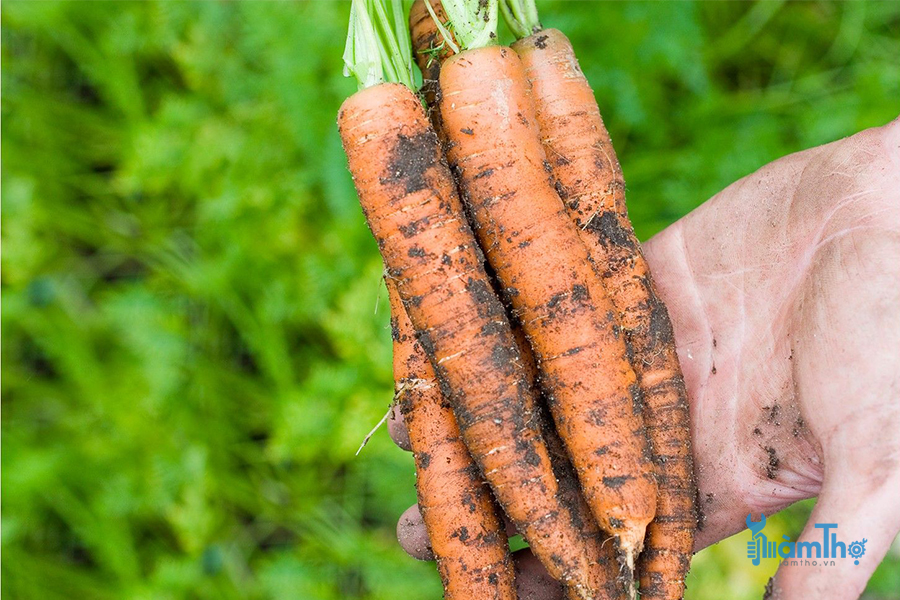 10 cách để tránh sâu bệnh gây hại củ cà rốt