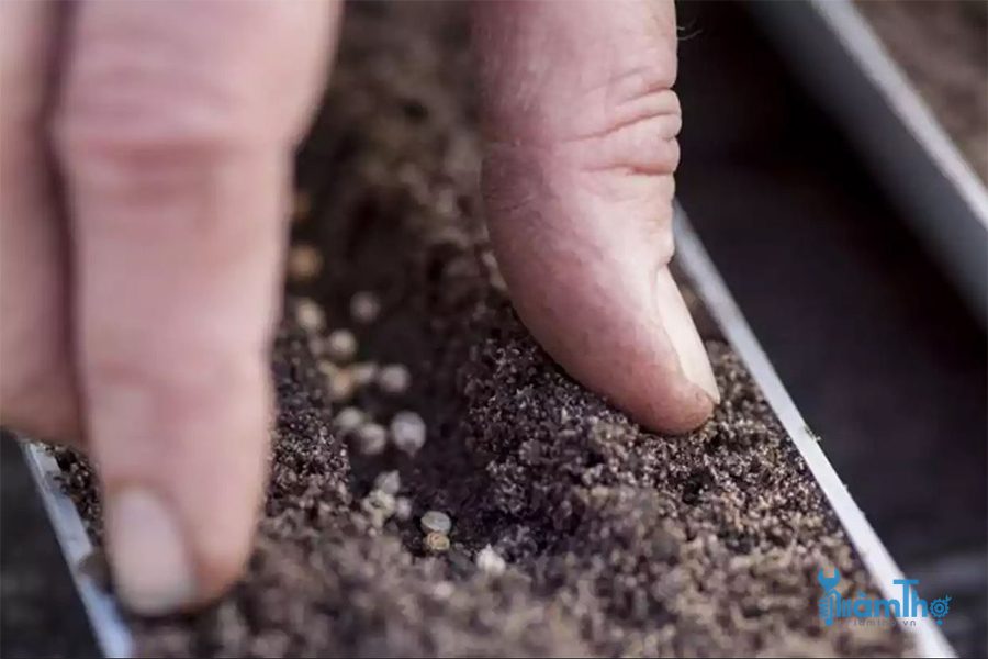 Dùng ngón tay cái và ngón trỏ để phủ đều đất trộn lên hạt giống 