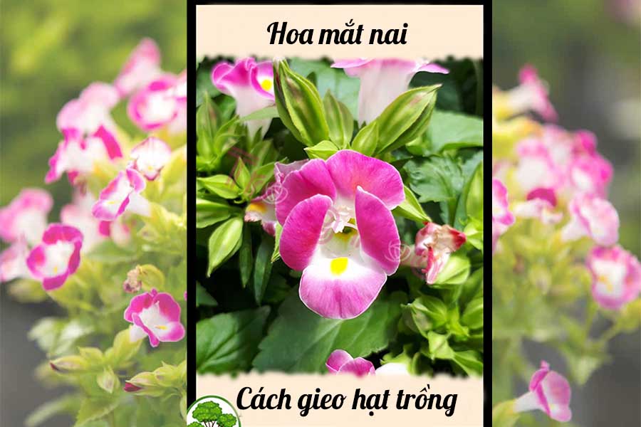 Làm nổi bật ban công bằng cách trồng hoa mắt nai