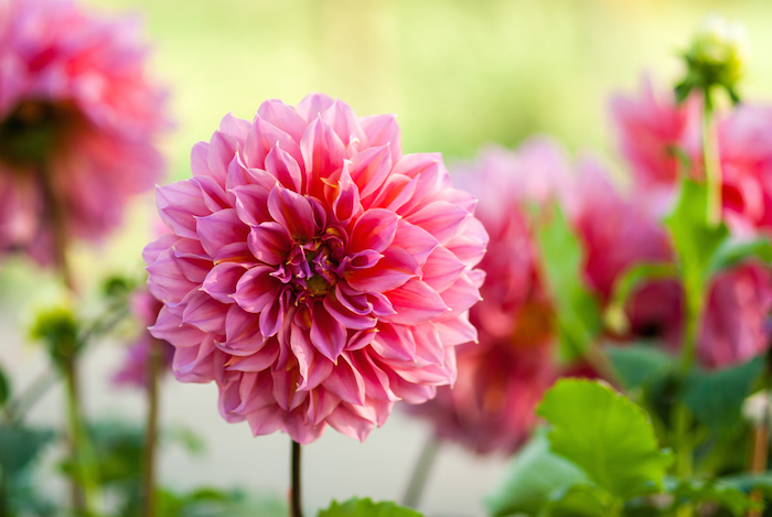 Dahlia Flowers