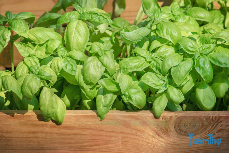 5 mẹo trồng húng tây Basil trong chậu hiệu quả nhất