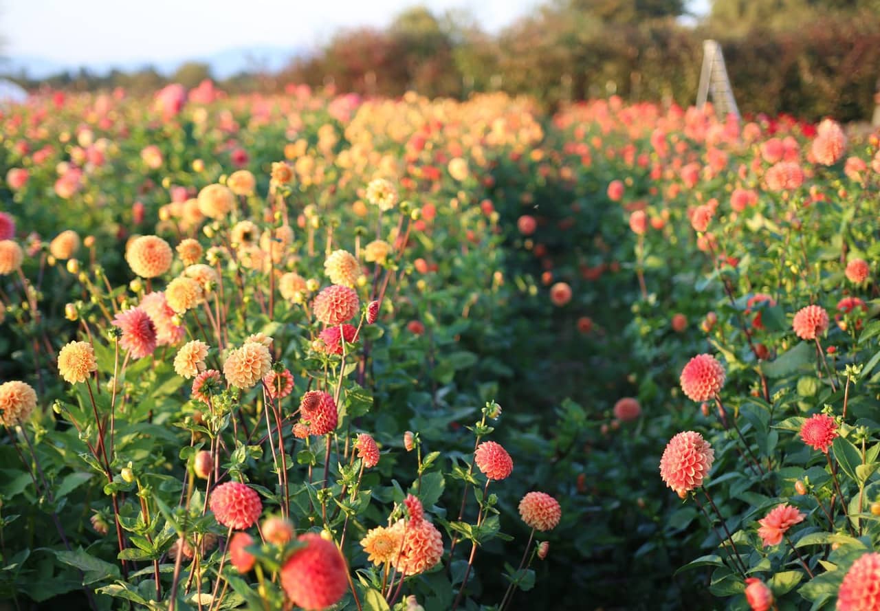 Dahlias Flowers Garden