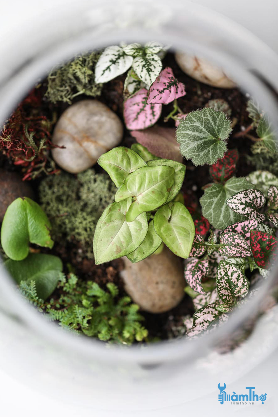 Làm thế nào để tạo ra một Terrarium tuyệt vời