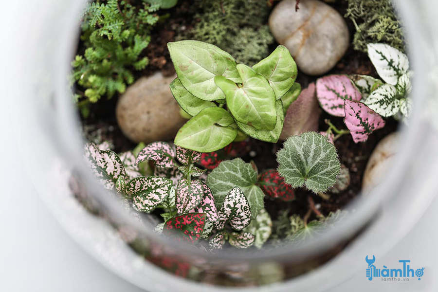 Làm thế nào để tạo ra một Terrarium tuyệt vời