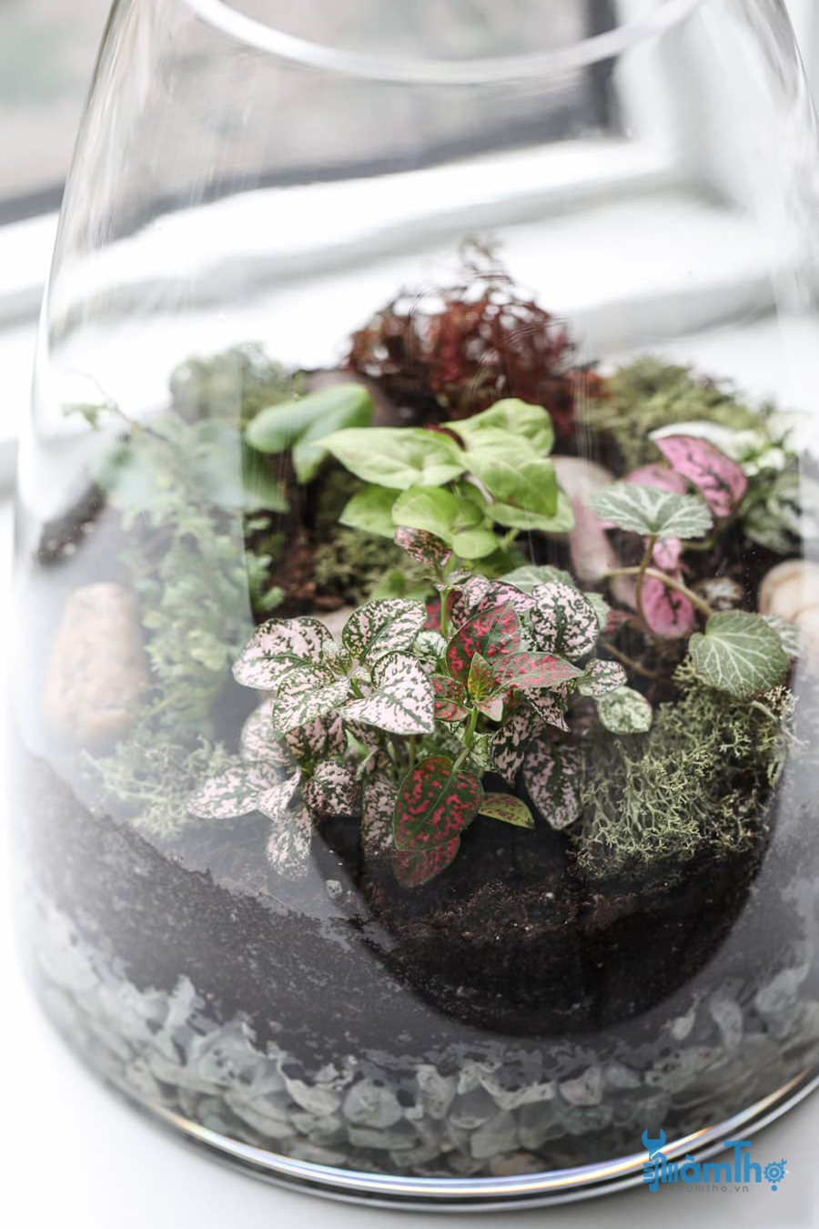 Cách trồng Terrarium trong lọ thủy tinh