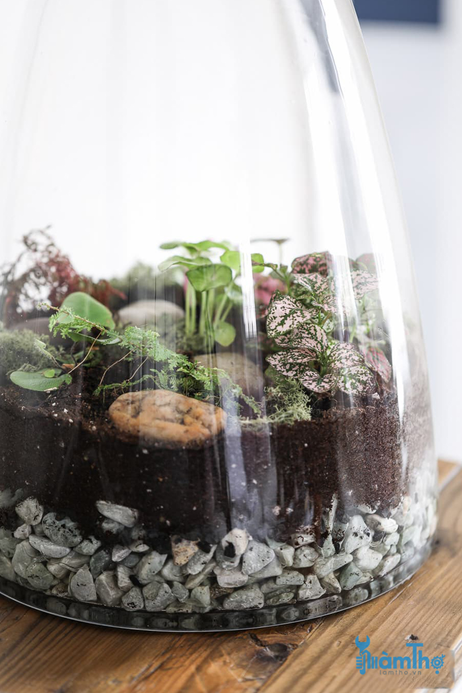 Cách tạo ra một Terrarium tuyệt vời