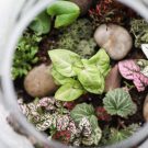 Làm thế nào để tạo ra một Terrarium tuyệt vời