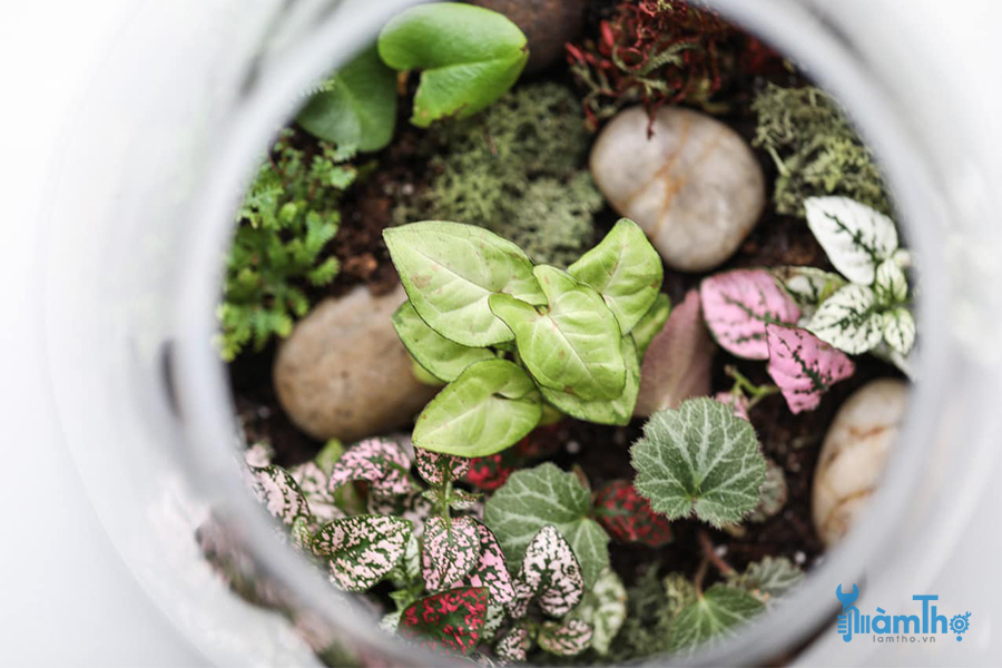 Làm thế nào để tạo ra một Terrarium tuyệt vời