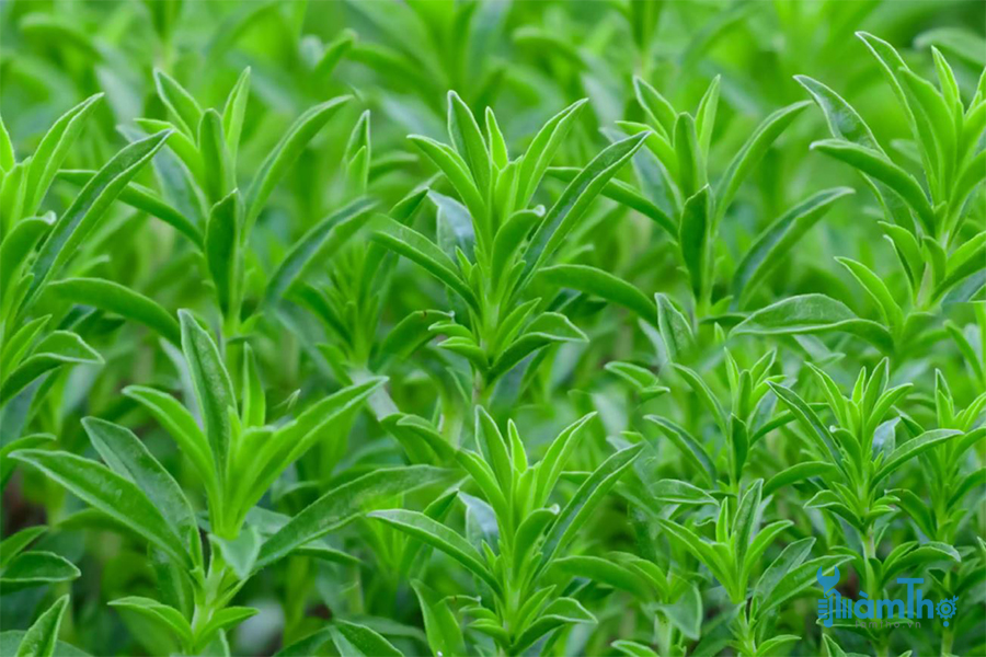 Cây húng Winter Savory (Satureja montana)