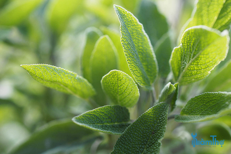 Xô thơm (Salvia Officinalis)