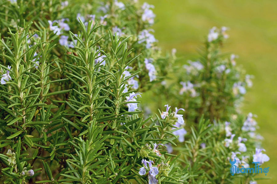 Cây hương thảo (Salvia rosmarinus hoặc Rosmarinus officinalis)