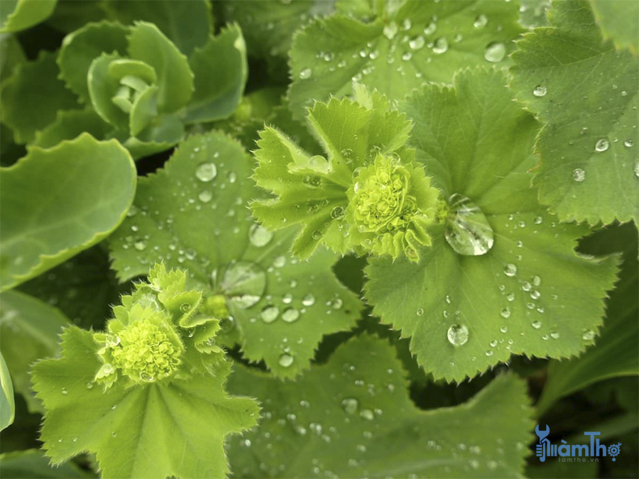  Lady's Mantle (Alchemilla mollis)