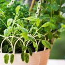 5 loại thảo mộc tuyệt vời để trồng trong giỏ treo đầy nắng