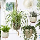 9 ý tưởng trồng cây độc đáo cho vườn treo trong nhà