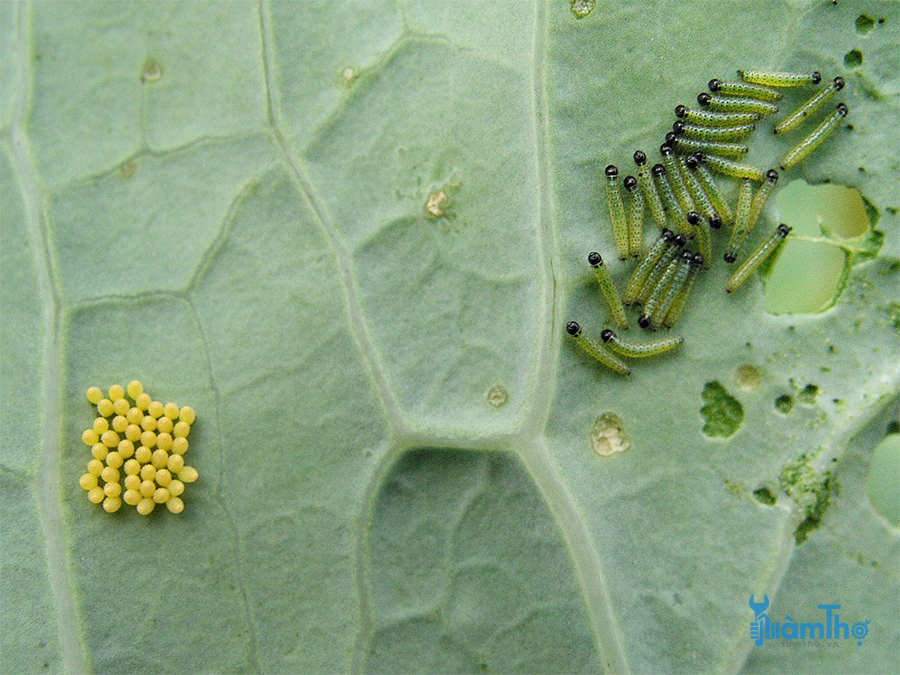 Trứng của ấu trùng được tìm thấy ở mặt dưới của lá, có màu vàng và hình bầu dục.