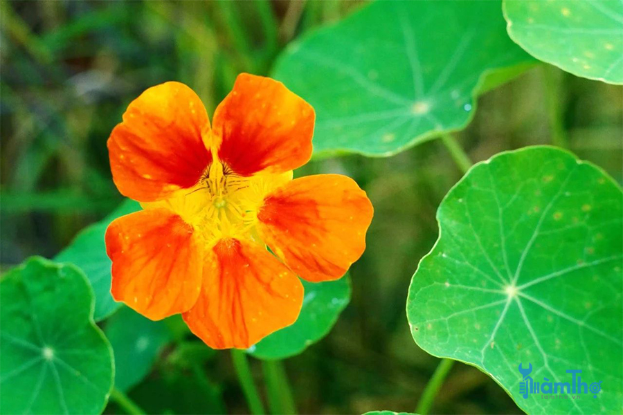 Hoa sen cạn Nasturtium (Tropaeolum majus)