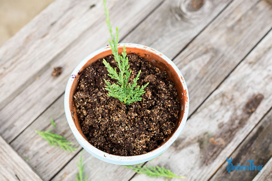 Cách giâm cành nhân giống cây lá kim Conifer