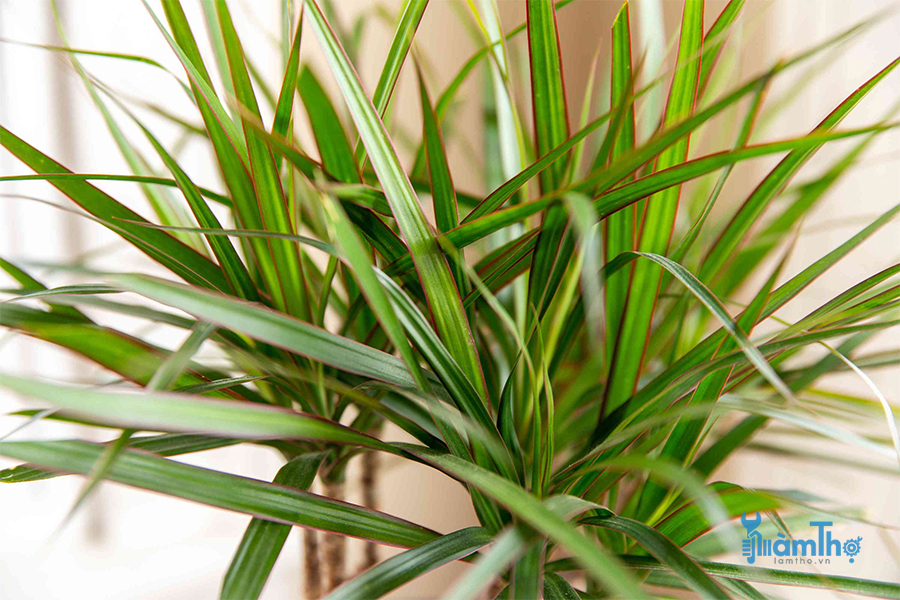 Phất dụ mảnh tên khoa học là Dracaena marginata