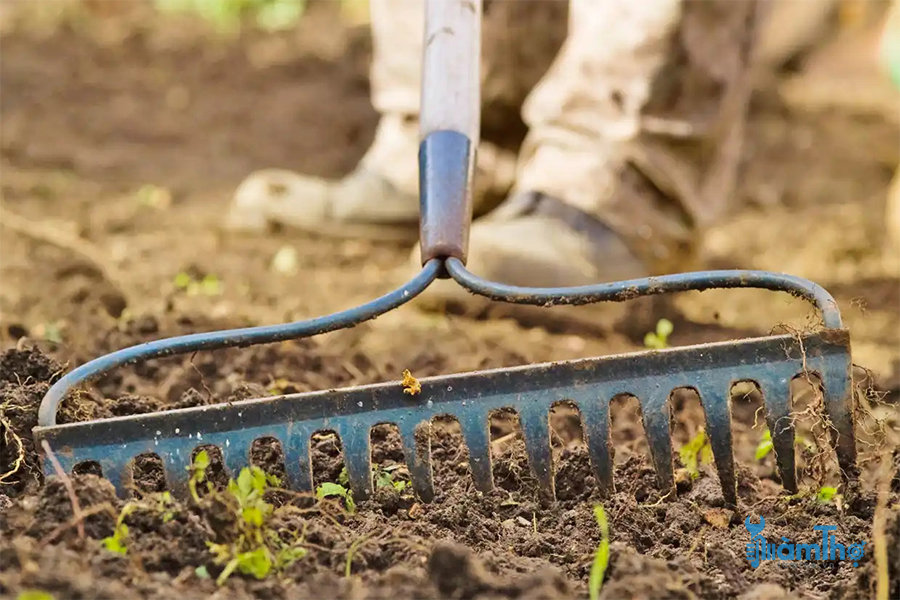 Cách gieo hạt các cây hàng năm chịu được lạnh ngoài trời