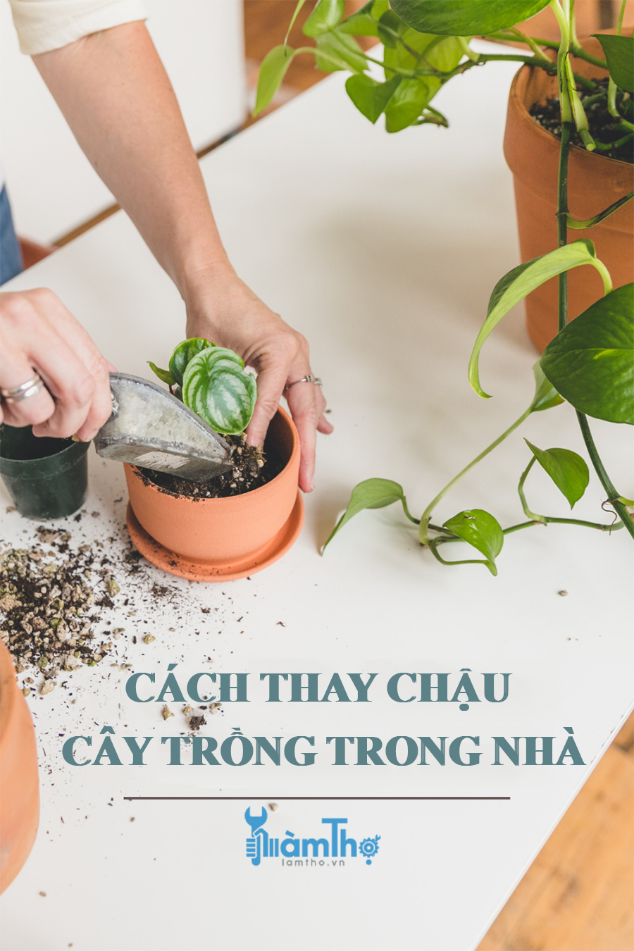 Cách thay chậu cho cây trồng trong nhà đúng cách