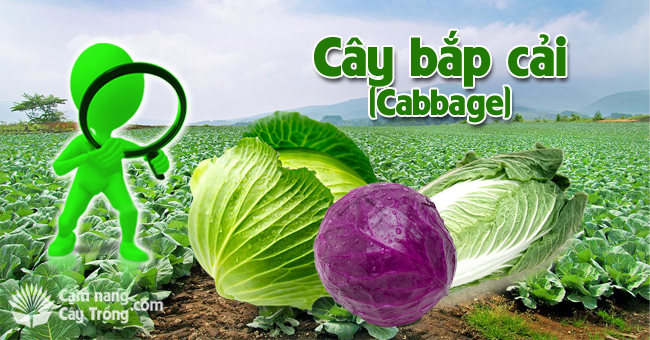 Cây bắp cải