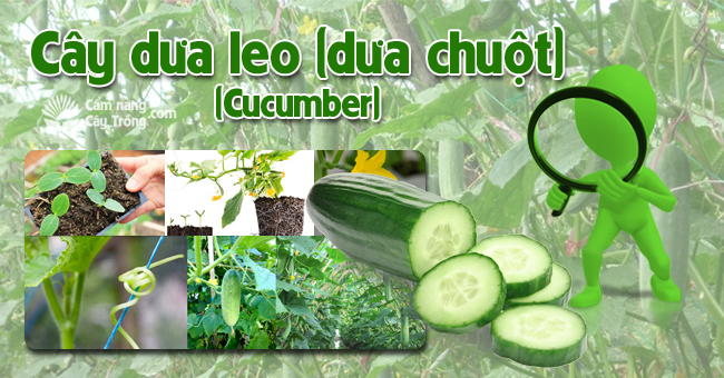 Cây dưa leo (dưa chuột)