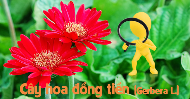 Cây hoa đồng tiền