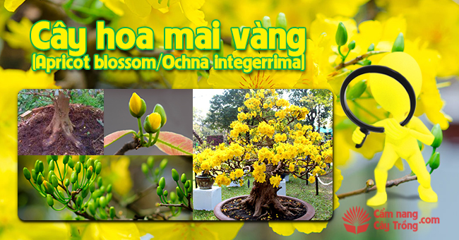 Cây hoa mai vàng