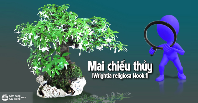 Cây mai chiếu thủy