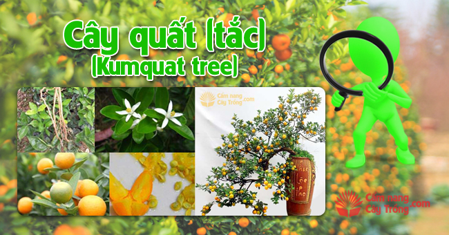 Cây quất cảnh (tắc)