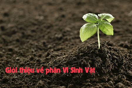 Giới thiệu về phân Vi sinh vật