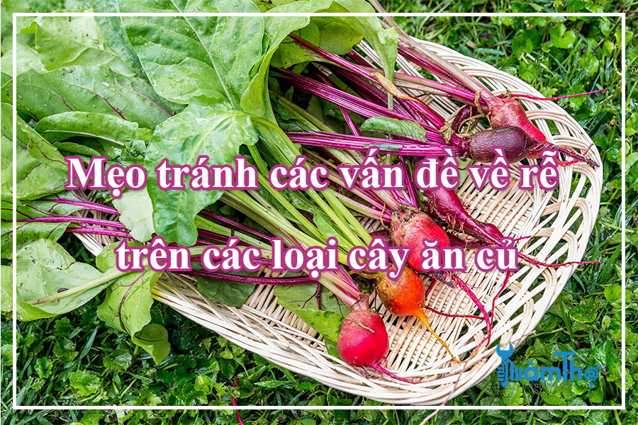 Mẹo để tránh các vấn đề về rễ trên các loại rau ăn củ