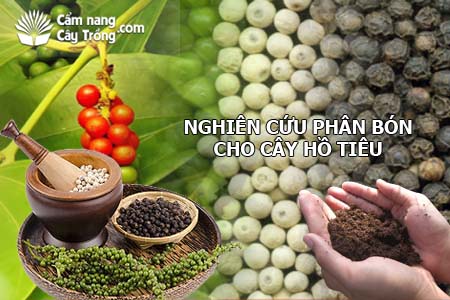 Nghiên cứu bón phân (phân bón) cho cây hồ tiêu