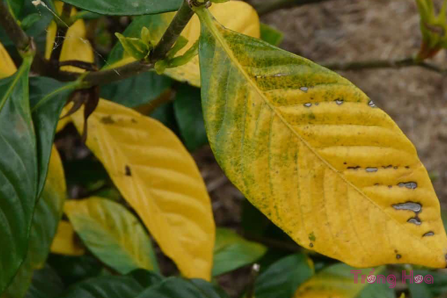 Nguyên nhân và cách khắc phục cây dành dành bị vàng lá