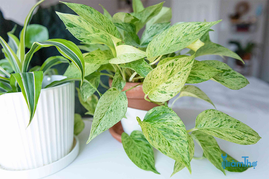 Trầu bà cẩm thạch Marble Queen Pothos