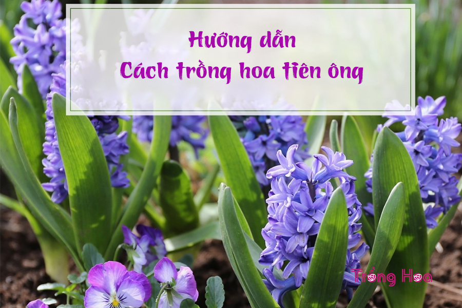 Phương pháp gieo hạt trồng hoa tiên ông