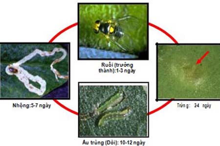 Ruồi đục lá, dòi đục lá
