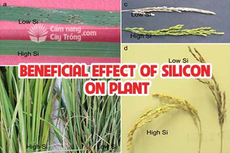 Silic (SiO2hh) - Silicon