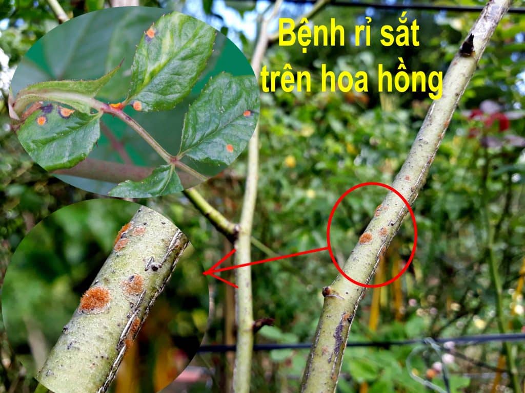 Trị bệnh rỉ sắt trên cây hoa hồng