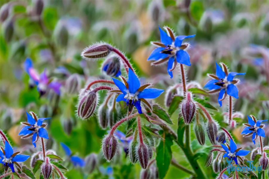 Cây lưu ly Borage