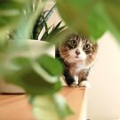 9 loại cây trồng phổ biến gây độc hại cho mèo