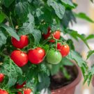 5 mẹo để trồng cà chua trong thùng chứa thành công