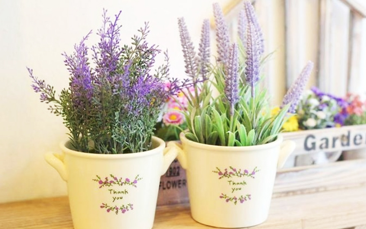 Kỹ thuật nhân giống hoa lavender từ hạt