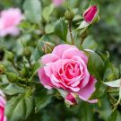 Bật mí mẹo hay chăm sóc hoa hồng bung nở khắp sân vườn