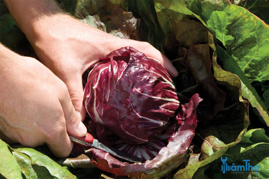 Cách trồng bắp cải đỏ Radicchio thay đổi khẩu vị