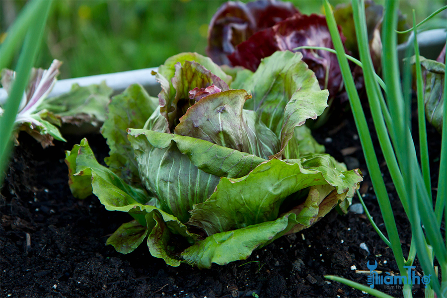 Cách trồng bắp cải đỏ Radicchio thay đổi khẩu vị